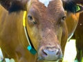 Close up portrait of a brown and white cow Royalty Free Stock Photo