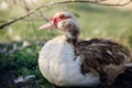 Close-up portrait of brown-white obese muscovy duck male Royalty Free Stock Photo