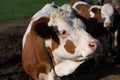 Close-up and a portrait of a brown and white spotted cow standing in front of other cows. The cow has a collar with a bell around Royalty Free Stock Photo