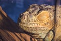 Close-up portrait of a brown wild sleeping iguana