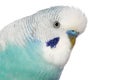 Close-up portrait of a budgerigar