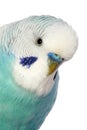 Close-up portrait of a budgerigar Royalty Free Stock Photo