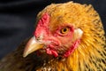 Close-up portrait of a Buff Brahma Chicken