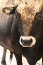 Bull portrait Royalty Free Stock Photo