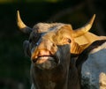 Flehmen response on bull Royalty Free Stock Photo