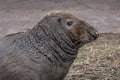 Close up portrait of a bull seal