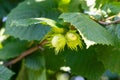 A close up portrait of a bunch of hazelnuts hanging from a hazel tree branch in sunlight under green leaves. The nuts are not Royalty Free Stock Photo