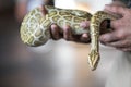 Close-up portrait of a Burmese python - the world`s largest snake. Royalty Free Stock Photo