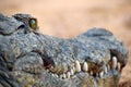 Close-up portrait of caiman Royalty Free Stock Photo