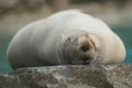 Close-up portrait of a californian sea lion Royalty Free Stock Photo