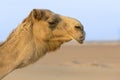 Close up portrait of a camel face in the desert Royalty Free Stock Photo