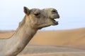 Close up portrait of a camel face in the desert Royalty Free Stock Photo