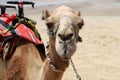 Close-up portrait of a camel in the Judean Desert in southern Israel. Royalty Free Stock Photo