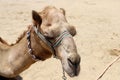 Close-up portrait of a camel in the Judean Desert in southern Israel.