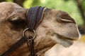 Close-up portrait of a camel in the Judean Desert in southern Israel.