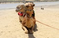 Close-up portrait of a camel in the Judean Desert in southern Israel. Royalty Free Stock Photo