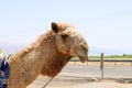 Close-up portrait of a camel in the Judean Desert in southern Israel.