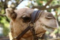 Close-up portrait of a camel in the Judean Desert in southern Israel.