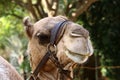 Close-up portrait of a camel in the Judean Desert in southern Israel. Royalty Free Stock Photo