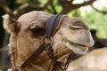 Close-up portrait of a camel in the Judean Desert in southern Israel. Royalty Free Stock Photo