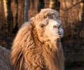 Close-up Portrait of camel at sunset.