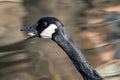 Close-up portrait of a Canada goose while honking with tongue extended Royalty Free Stock Photo