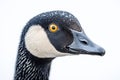Close-up Portrait of a Canada Goose Royalty Free Stock Photo