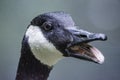 Close up portrait of Canadian goose with open beak Royalty Free Stock Photo