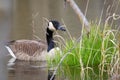 Close up portrait of canadian goose in the wild Royalty Free Stock Photo