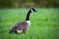 Close up portrait of canadian goose in the wild Royalty Free Stock Photo