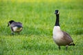 Close up portrait of canadian goose in the wild Royalty Free Stock Photo