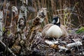 Close up portrait of canadian goose in the wild Royalty Free Stock Photo