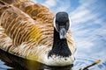 Close up portrait of canadian goose in the wild Royalty Free Stock Photo