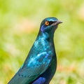 Close-up portrait cape glossy starling lamprotornis nitens