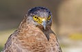 Close up portrait of a captive Golden Eagle Aquila chrysaetos Royalty Free Stock Photo
