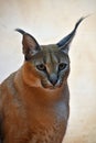 Close up portrait of caracal