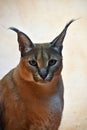 Close up portrait of caracal