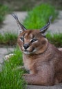 Close up portrait of caracal resting on ground