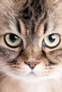 Close-up portrait of cat Royalty Free Stock Photo