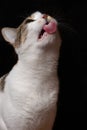 Close-up portrait of a cat licking food from glass Royalty Free Stock Photo