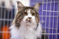 Close up portrait of cat maine coon breed, sitting in the open cage. Royalty Free Stock Photo