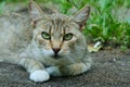 Close up portrait of a cat on the summer garden`s green grass Royalty Free Stock Photo