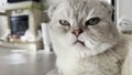 Close-up portrait of a Cattish Fold cat with a crooked protruding tooth looking straight into the camera