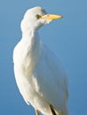 Close up portrait of a Cattle Egret Royalty Free Stock Photo