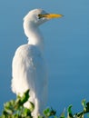 Close up portrait of a Cattle Egret Royalty Free Stock Photo