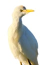 Close up portrait of a Cattle Egret Royalty Free Stock Photo