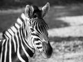 Close-up Portrait Of Chapman`s Zebra In Black And White