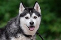 Close-up portrait of a cheerful black-white Siberian Husky dog with expressive brown eyes, raised ears and an open mouth with wet Royalty Free Stock Photo