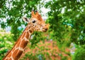 close-up portrait of a cheerful giraffe. Sticks out his tongue, eats leaves, looks at the camera