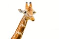 close-up portrait of a cheerful giraffe. Sticks out his tongue, eats leaves, looks at the camera